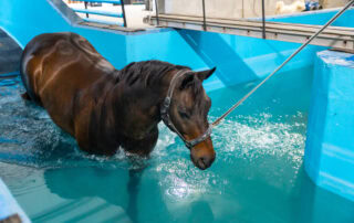 Equine Underwater Treadmill