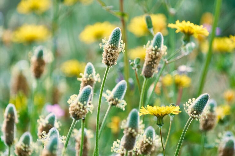 Feeding Psyllium to Horses