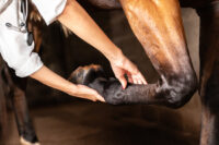 Flexion Tests in Horses for Lameness & Pre-Purchase Evaluations: Uses & Limitations