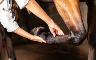 Flexion test in horses