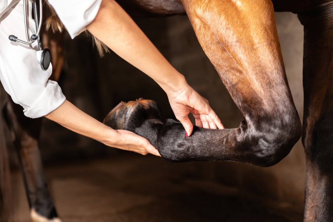 Flexion Tests in Horses for Lameness & Pre-Purchase Evaluations: Uses & Limitations