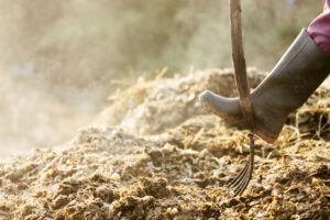 What Does Your Horse’s Manure Say About Their Health?