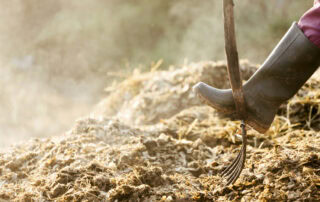 horse-manure-and-equine-health