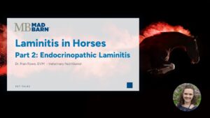 Part 2 – Laminitis in Horses: Endocrinopathic Laminitis – Mad Barn – Vet Talk