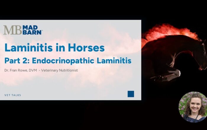 Part 2 – Laminitis in Horses: Endocrinopathic Laminitis – Mad Barn – Vet Talk