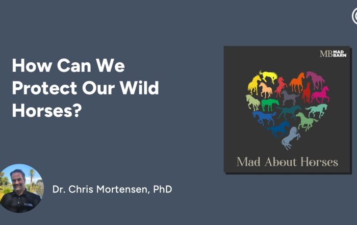 How Can We Protect Our Wild Horses?