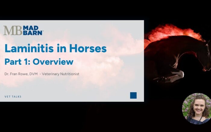 Part 1 – Laminitis in Horses: Overview – Mad Barn – Vet Talk