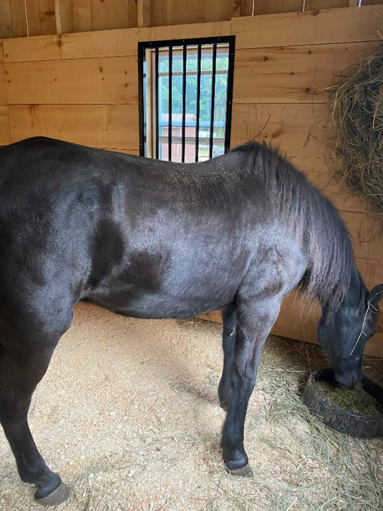 Aged Metabolic Case Study - Image 4