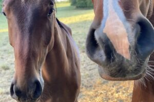 Progressive Ethmoidal Hematomas (PEHs) in Horses: Causes, Treatments, & Surgical Complications