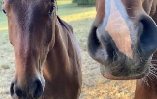 progresive-ethmoidal-hematomas-in-horses