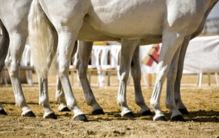 snake-envenomation-in-horses