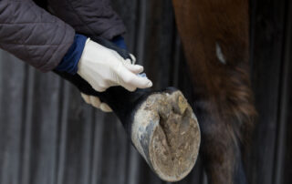 steroid joint injection in horses
