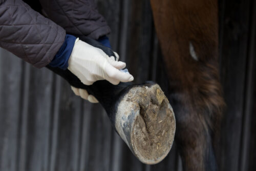 steroid joint injection in horses