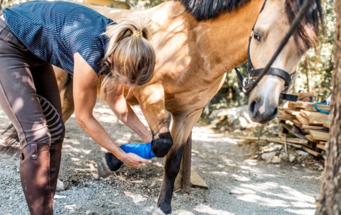 Stretching in Horses: Benefits, Uses & Techniques