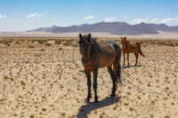 African Horse Sickness: Causes, Risk Factors & Prevention