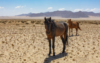 african-horse-sickness