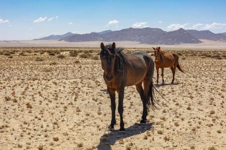 african-horse-sickness