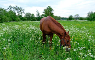 alsike-clover-poisoning-in-horses