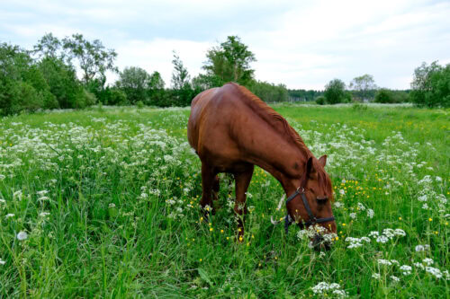 alsike-clover-poisoning-in-horses