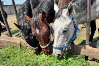 Blister Beetle Poisoning (Cantharidin Toxicity) in Horses: Causes, Treatment & Prevention