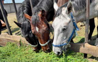 blister beetle poisoning in horses