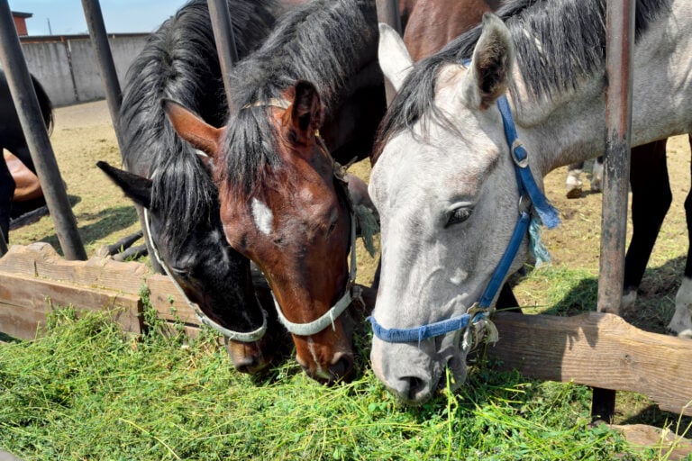 blister beetle poisoning in horses