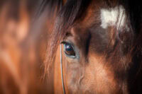 Cataracts in Horses: Symptoms, Causes & Treatment
