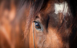 cataracts-in-horses