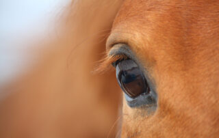 corneal ulcers in horses