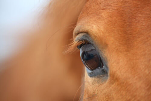 corneal ulcers in horses