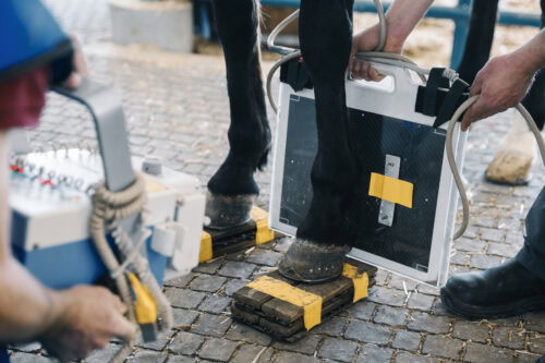 degenerative-joint-disease-in-horses