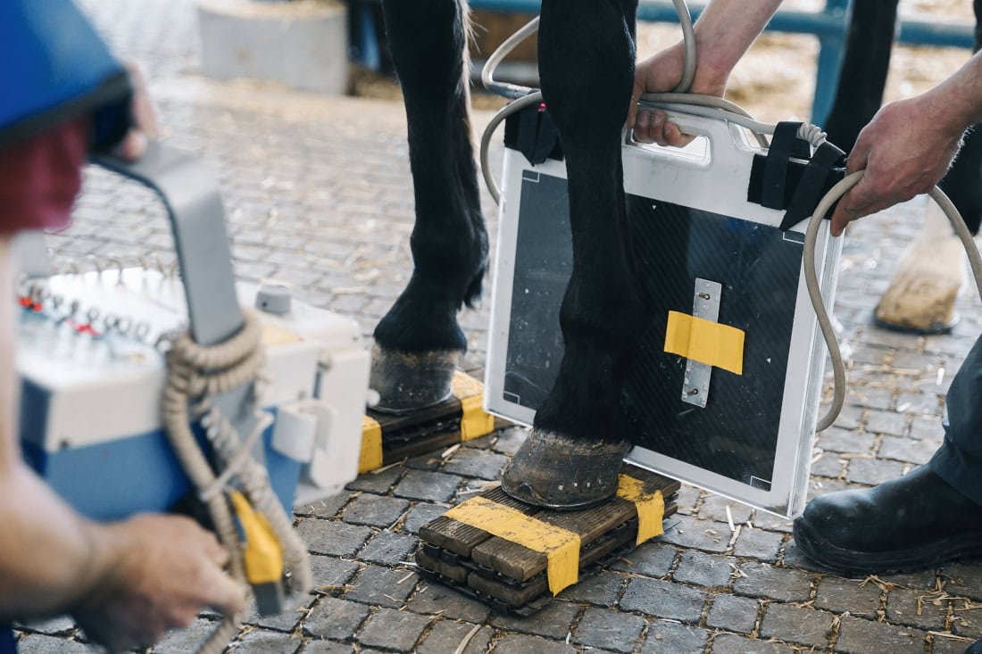 Degenerative Joint Disease in Horses: Types, Development, Prevalence & Management