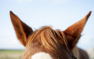 ear-mites-in-horses