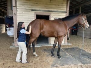 end-of-pelvic-stretch-in-horse