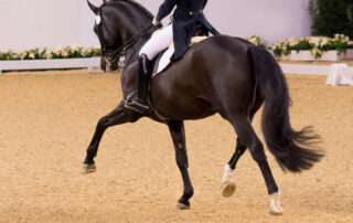 equestrian-dressage-guide