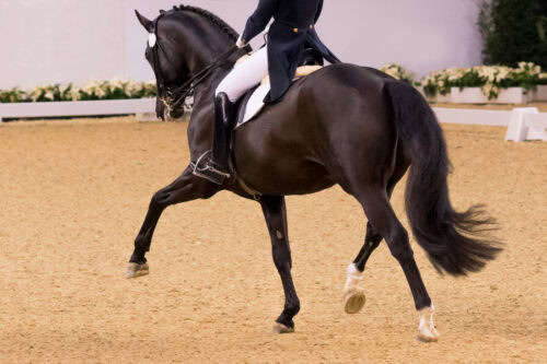 equestrian-dressage-guide