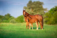 Equine Degenerative Myeloencephalopathy (EDM): Causes, Diagnosis & Prevention