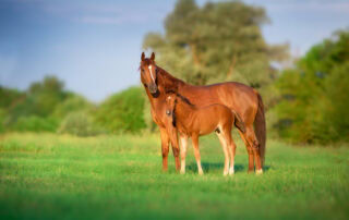 Equine degenerative myeloencephalopathy