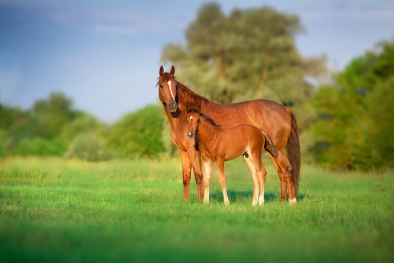 Equine degenerative myeloencephalopathy