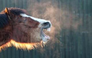 equine-herpesvirus-myeloencephalopathy