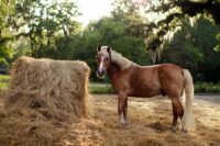 Feeding Fiber in the Equine Diet: Sources & Nutrition Review