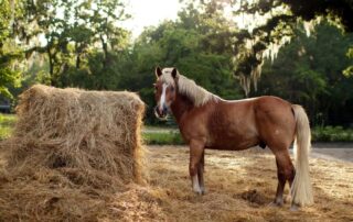 fibre-in-the-equine-diet