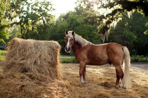 fibre-in-the-equine-diet
