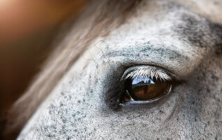 glaucoma-in-horses