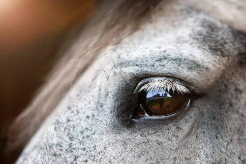 glaucoma-in-horses