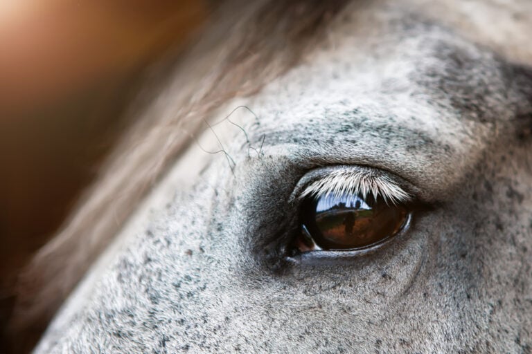 glaucoma-in-horses