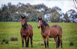 hendra virus in horses