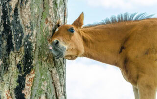 lice-in-horses