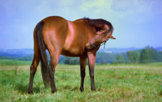 mange-in-horses