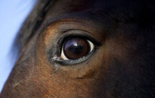 moon-blindness-equine-recurrent-uveitis-in-horses